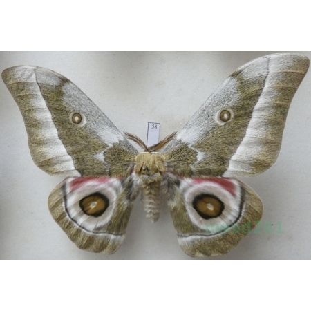 Gonimbrasia zambesina (Walker, 1865) male ex.pupa Kenya 122mm58